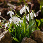 Giant Snowdrop White Bulbs image1