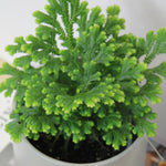 Selaginella martensii Jori image1