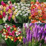 SUMRBLBMIX1 - summer flowering mixed bulb collection - image1