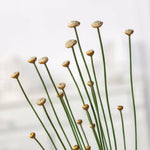 close up of mikado plant flower heads