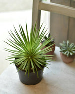 Agave stricta 'Nana' image3