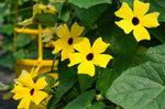Thunbergia - 'Black Eyed Susan Vine' image4