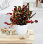 Codiaeum Mammi image2