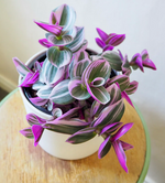 Screenshot 2023-11-15 153145