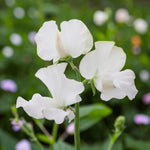 Sweet Pea White Plant