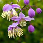 Thalictrum Delavayi Bare Root