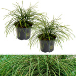 Two Thuja 'Whipcord' shrub in a black nursery pot with gold logos, displaying its distinctive weeping, cord-like evergreen foliage. The top image shows the full plant on a white background, while the bottom image offers a close-up view of the cascading green stems.