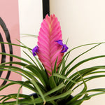 TILLANDCYANEA-tillandsia cyanea pink quill bromeliad Indoor-image3v2
