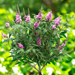 Pink Buddleia Davidii Ornamental Patio Tree in 7L Pot
