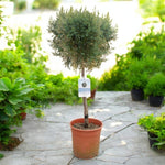 A potted Blue Arizona Cypress tree on a bright patio. The foliage has been formed into a ball shape at the top of a tall stem.