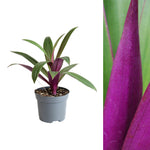 one tradescantia oyster plant in grey pot on white background