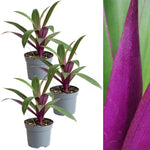 three tradescantia oyster plants in grey pot on white background