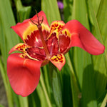 TRIGBLBRED - tigridia pavonia red summer flowering bulb - image1