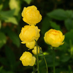 Trollius Lemon Queen Bare Root