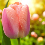 Close-up of orange-pink tulip petals with a soft golden light in the background.