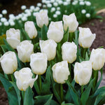 A dense cluster of blooming White Perfectionist tulips in a garden bed, showcasing their pure white, cup-shaped petals and upright green leaves.