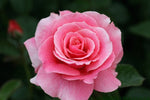 Tickled-Pink-Rose-Flower_7