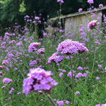 Close up of delicate purple Verbena bonariensis flowers blooming on tall, slender green stems in a wild garden setting with a wooden shed in the background.