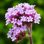 Verbena Lollipop Bare Root