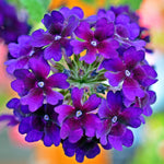 verbena bedding plants 6 pack 1 Pack (6 Plants) Pink Image 3