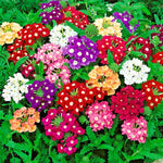 verbena bedding plants 6 pack 1 Pack (6 Plants) Mixed Image 1