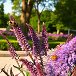 Veronicastrum Red Arrows Bare Root