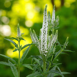 Veronica Schneeriesin Bare Root