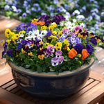 Viola Mixed Bedding Plants