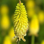 Kniphofia Vanilla Bare Root