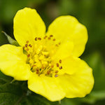 Waldsteinia Ternata Bare Root