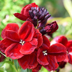Bare Root Wallflowers - 10 x Purple Shades image1