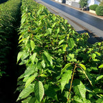Rows of young Wild Cherry hedge plants with glossy green leaves growing along a roadside verge in bright morning sunlight.