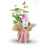 Mum in a Million Rose Bush Gift Wrapped image1