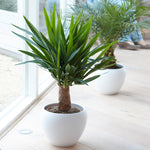 Yucca-Elephantipes-New