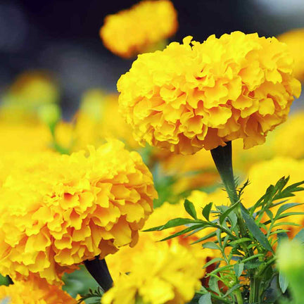 Marigold 'African Yellow' - 12 Pack image3