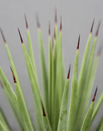 Agave stricta 'Nana' image2