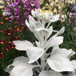 Senecio - 'Angel Wings' image2