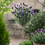 Lavender Anouk Lollipop Tree image2