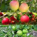 applemix1