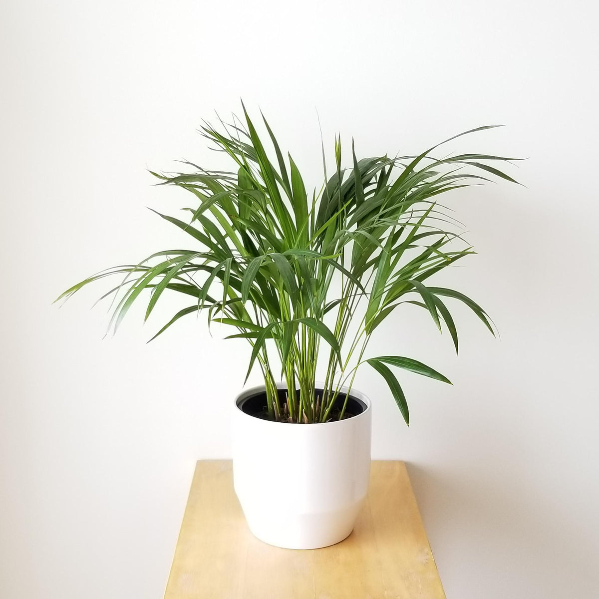 areca palm indoor uk Areca Palm Indoor Plant