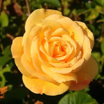 Arthur Bell Bare Root Rose