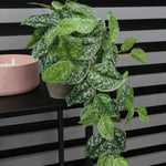 artificalsatinpothos1
