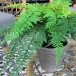 Dryopteris Affinis Artificial Fern image3