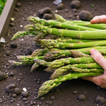 A large bundle of freshly harvested green asparagus spears being held by hand, resting on dark, freshly cultivated soil.