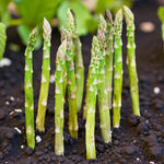 Young green asparagus spears emerging upright from dark soil, surrounded by early spring foliage.