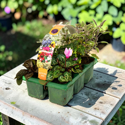 Autumn Flowering & Foliage Plant Mix