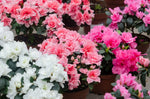azalea_bloemkleuren_shutterstock-1024x678