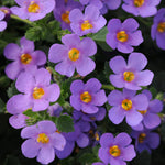Bacopa - 'Giant Blue' - Trailing Variety image1
