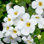 Bacopa - 'Giant White' - Trailing Variety image1