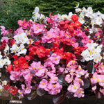 Plug Plants - Begonia Devils Delight Mix